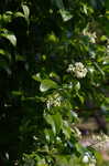 Climbing hydrangea